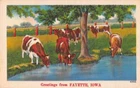 Fayette Iowa Greetings From cows drinking from river linen antique pc Z44345