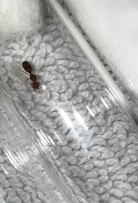 Pheidole bicarinata queen figurine with brood, wax ant figurine,new
