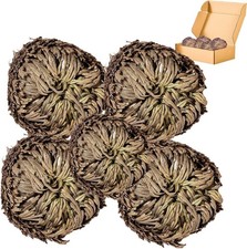 5 Pack Big 3.5 Rose Of Jericho Resurrection Plants Flor De Jerico Original Dri