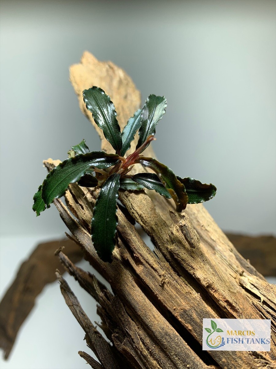 BUY 2 GET 1 FREE* Bucephalandra Buce Various Rhizome Live Aquarium