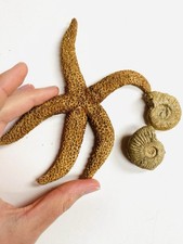 Pair Of Ammonites And Starfish 