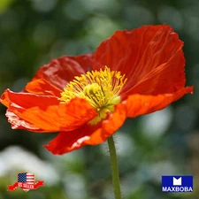 Geum Seeds Mrs. Bradshaw Non-GMO