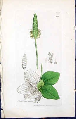 Alter Druck Plantago Media Farbe Smith Sowerby 1847 Britische Pflanzen Botanik 19.