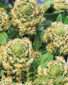 *GartenResede* 100+ Samen *Reseda odorata *DuftResede