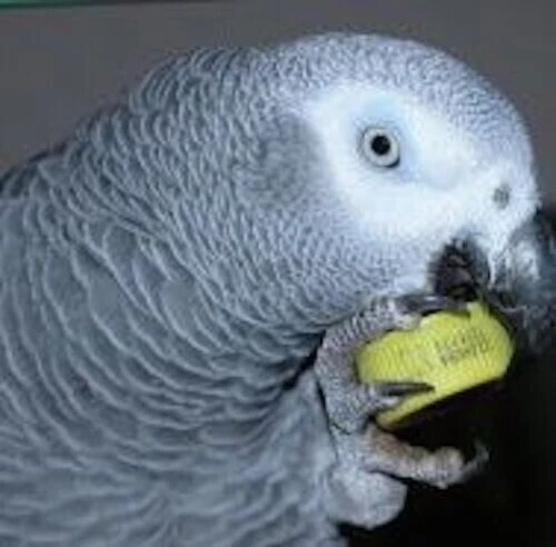 Birdtalk Bird Toys 1 Plastic Whiffle Ball Parrot Bird Toy Parts - Picture 4 of 12