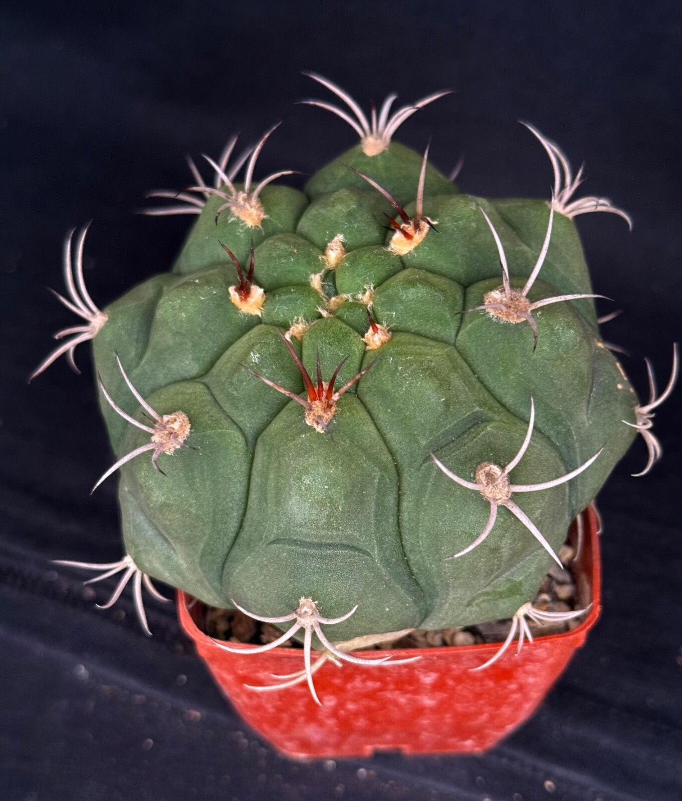 Gymnocalycium pflanzii, cactus plant