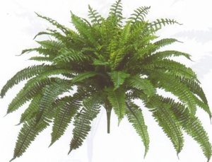 One Designer Quality 50 Inch Spread 92 Branch Artificial Silk Boston Fern Bus...