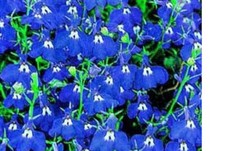 40    X      LOBELIA  TRAILING  Regatta Marine Blue   MINI PLUG PLANTS PRE ORDER