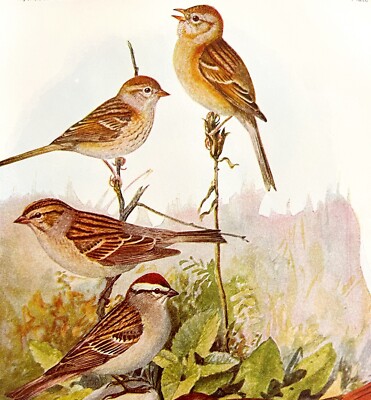 Field Chipping And Fox Sparrows 1936 Bird Lithograph Color Plate Print DWU12C