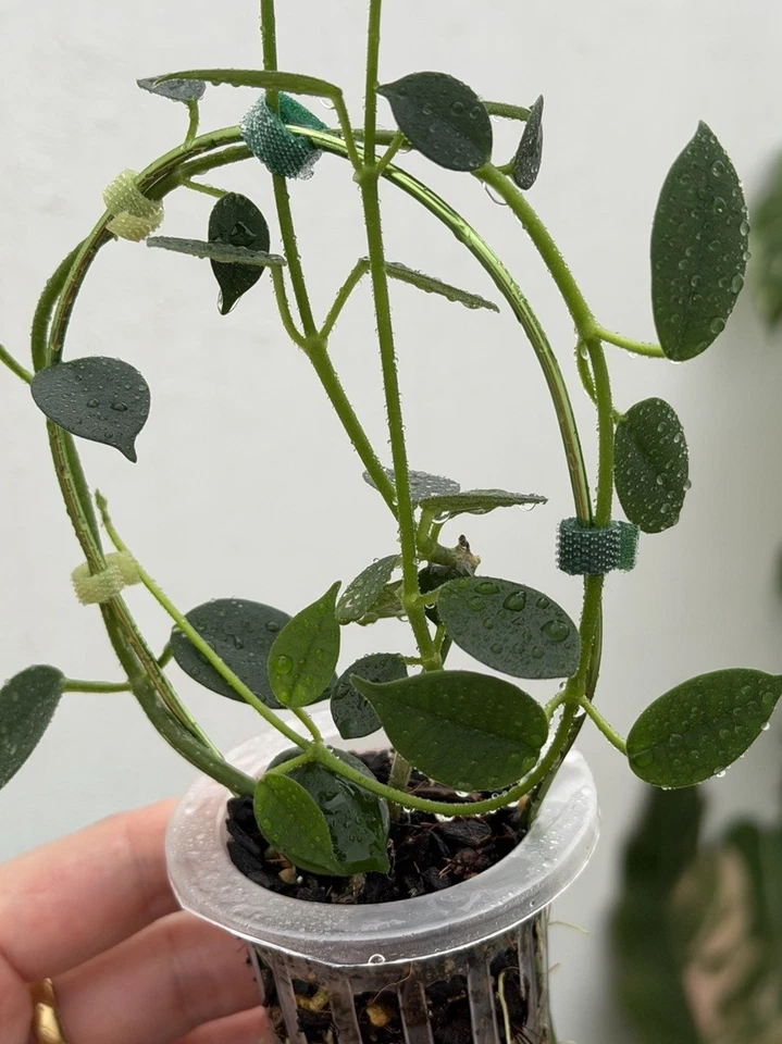 Hoya Lithophytica💚 (Small Leaves)~rare~Established Indoor/Outdoor Plant🪴 - image 2 of 4