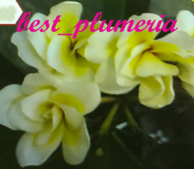 New! Plumeria Seeds/Flowers/ Lukmai 100 Seeds Rare!!