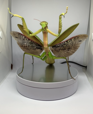 The Diversity of Life on Earth Mantis & Grasshopper w/ Wings