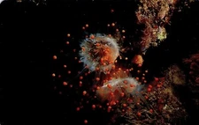 *1515/2020 USED VENEZUELA ANEMONE RED TIP PHONECARD CARD