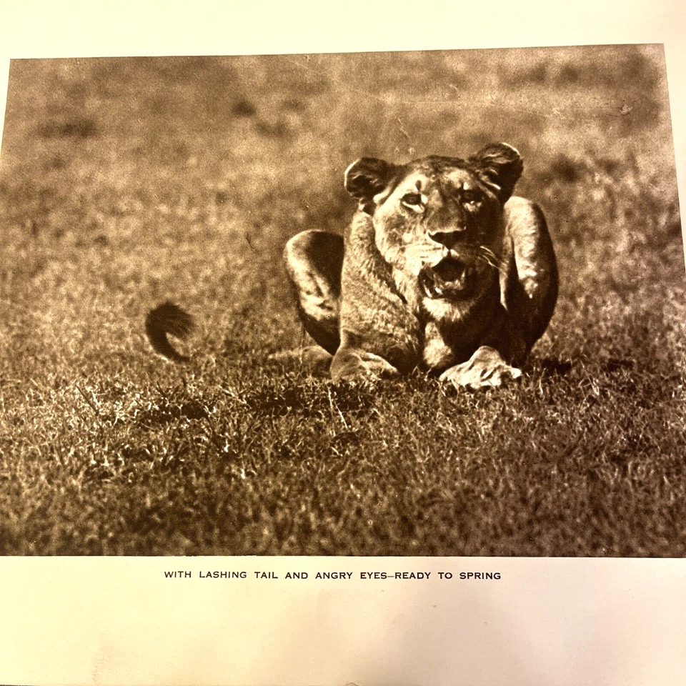 Big Game Photographs from the Times by Marcuswell Maxwell 1920's Antique - Image 3 of 4