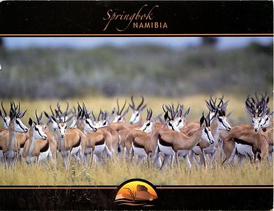 Alte Postkarte - Springbok Namibia