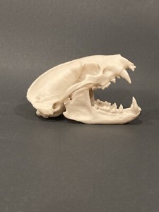 Badger Skull