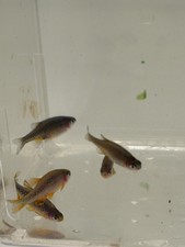  10 1 Celestial Pearl Danio-Galaxy Rasbora-HIGH QUALITY- Florida bred