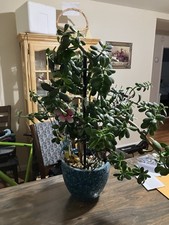 Jade Tree Money Tree Large 34  Live and Healthy with Pot