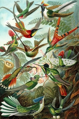 Trochilidae Variety Hummingbirds Ernst Haeckel Bird Pictures Wall Decor Beautifu