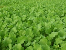 Imperial Whitetail Tall Tine Tubers (Annual) - 3 lbs. (0.5 Acre)