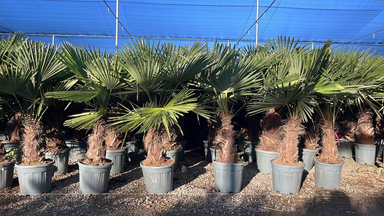 Palma - Trachycarpus Fortunei - Abanicos chinos -140-160 CM altura del tronco...