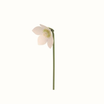 Wendt & Kühn Christrose für Blumenkind 5248/25