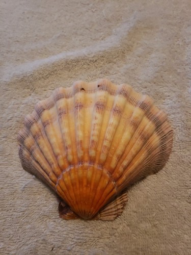 Lions Paw Scallop 6" Orange Color Made To Hang