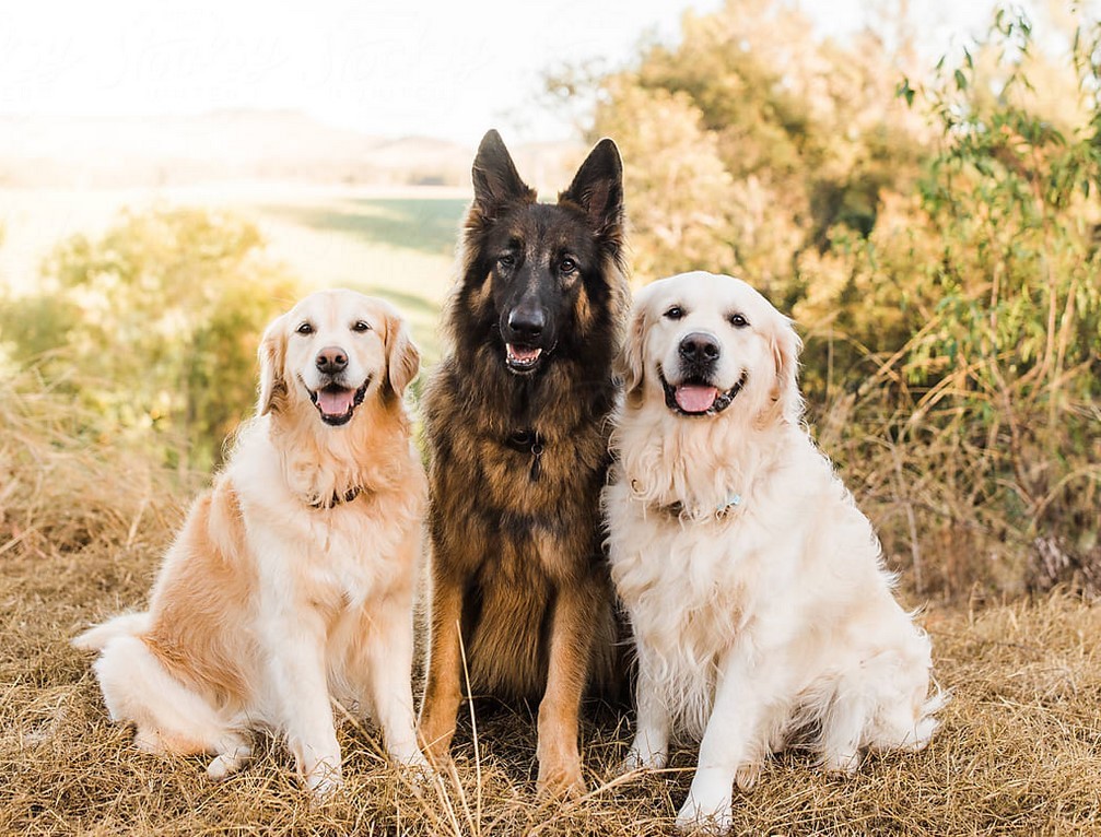 50 Capsules Nitenpyram for Medium to Big Dogs over 25 Pounds