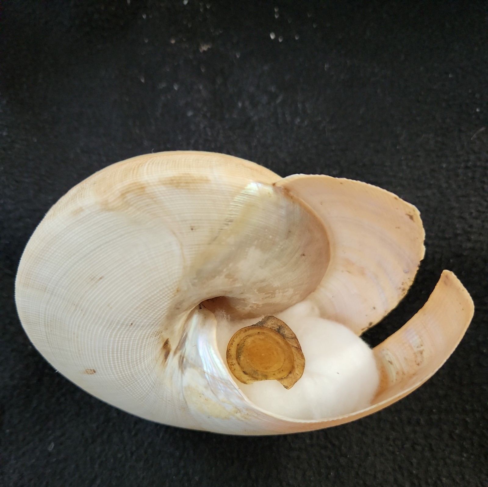 BAYEROTROCHUS TERAMACHII seashell CHINA SEA 118mm - LARGE SHELL! | eBay