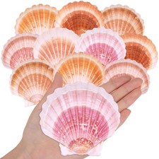 10PCS Large Natural Scallop Shells, 4''-4.5'' Sea Shells Pink White