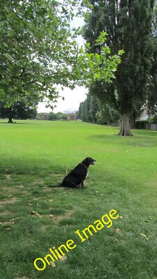 Photo 6x4 Green Park Millbrook Millbrook/SU3813 A nice line of trees in  c2013