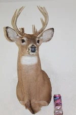 Whitetail Deer Head Shoulder Mount Taxidermy Cape Shed Antler Mule