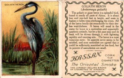 heron cigarettes T29 Hassan Cigarettes, Animals, 1911, Goliath Heron