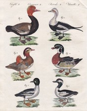 Ente duck Enten ducks Stockente mallard Vogel bird Vögel birds Bertuch 1800