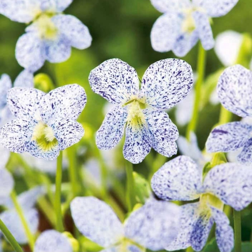 Viola sororia plug plants freckles garden flower evergreen pansy, pack