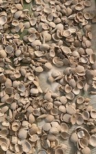 Mixed Small Natural Seashell Lot Assorted Shells for Crafts Decor 2 Ounce Bag