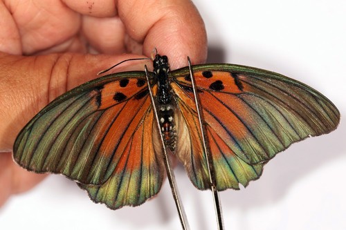 BUTTERFLY. LEPIDOPTERA, LIMENITIDINAE, EUPHAEDRA EDWARDSII femal from UGANDA ***