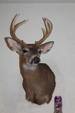 Whitetail Deer Head Shoulder Mount Taxidermy Cape Shed Antler Hunt Mule Rack