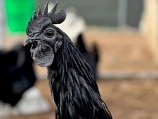 8+ Ayam Cemani Hatching Eggs! RARE High Quality!  Ships fast!  ALL BLACK!