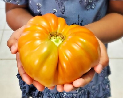 【レッチリとまと】 Tomato 10 varieties Value Pack HEIRLOOM 400+ seeds 100