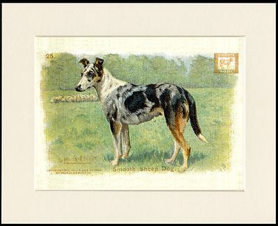 SMOOTH COLLIE BAKING SODA ADVERT LOVELY DOG PRINT MOUNTED READY TO FRAME