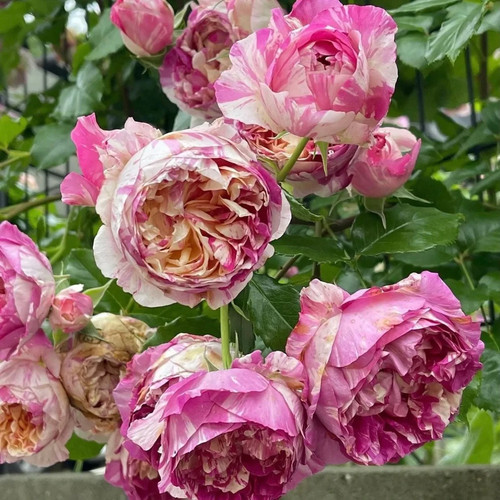 Edouard Manet Climbing Bi-color Rose Live Rose Plant 7" Tall - Picture 5 of 5
