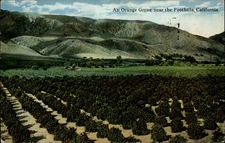 Orange Grove Foothills California vintage postcard s645