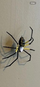 Handmade Hand-painted 4" Hanging Garden Spider Argiope Insect Replica Figurine