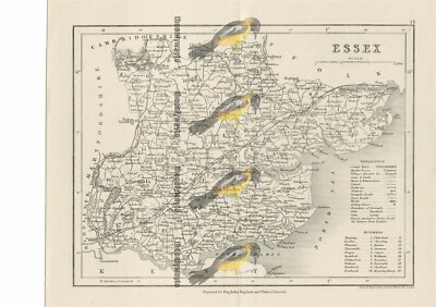 Devonshire, Landkarte, speziell gravierte Buchillustration (Druck), 1850