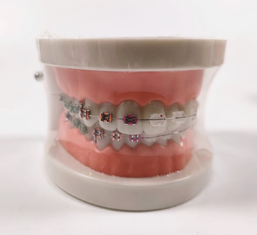 Dental Demonstration Study Model Orthodontic Ceramic Metal Bracket Arch Wire - Picture 7 of 10