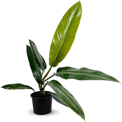 allintitleblack raven zz plant for sale Raven ZZ plant in Nursery Grow Pot (RARE)  Pulpy Garden