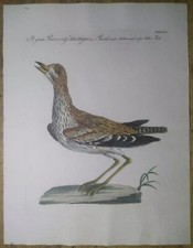 S. Manetti, V. Vanni, L. Lorenzi, Il gran Piviere  1767 (occhione)