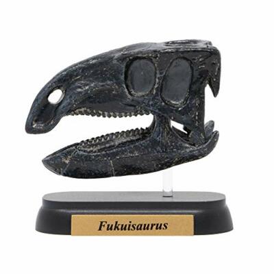 Dinosaur Fukuisaurus Skull Mini model (FDW-511) NEW from