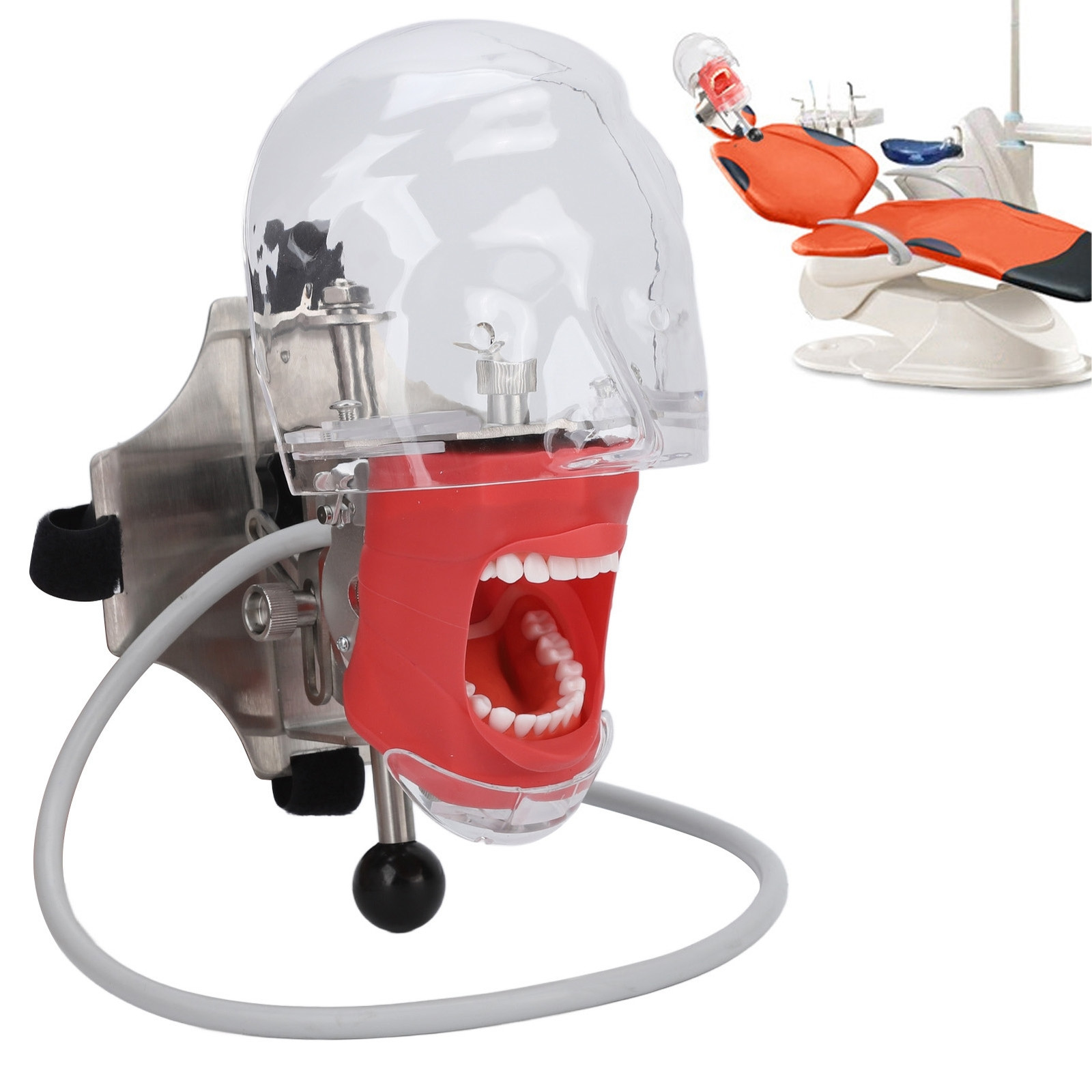 Simulador Dental Maniquí Phantom Head Modelo Con Estilo Banco Montaje NUEVO